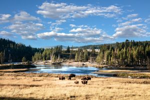 Buffalo on the move in Yellowstone National Park, Wyoming by Carol Highsmith.