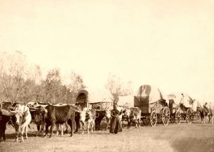 Freighting in the Black Hills, South Dakota by John C.H. Grabill