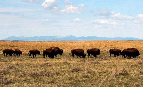 Buffalo on the Great Plains