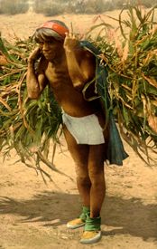 Hopi Indianbringing in the harvest, photo by the Detroit Publishing Company, about 1900