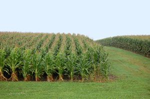 Iowa Cornfields by Dave Alexander.