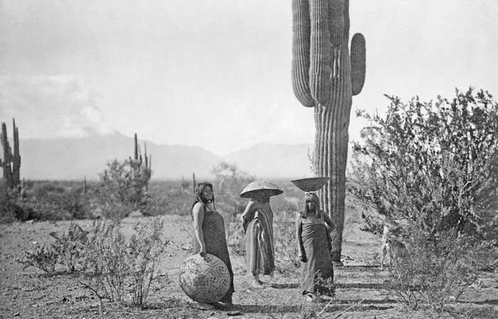 Maricopa Women gathering Saguaro fruit in Arizona. Photo by Edward Curtis, 1907.