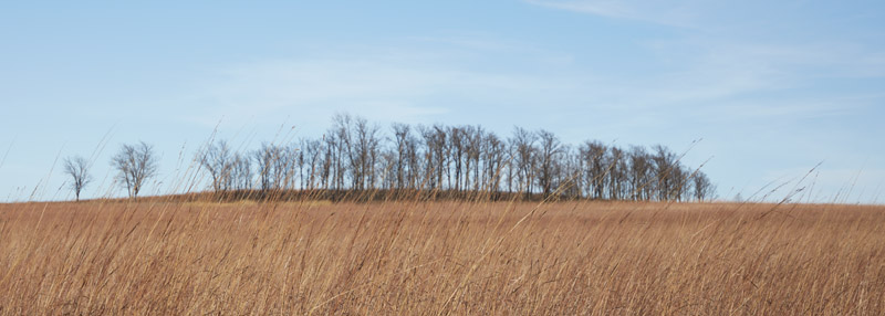 Joseph H. Williams Tallgrass Prairie Preserve in Osage County, Oklahoma. Photo by Carol Highsmith, 2020.