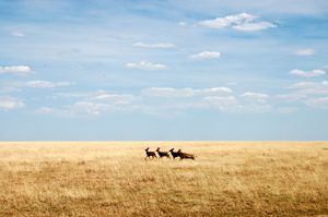 Antelope on the Plains of Southwest Kansas by Kathy Alexander.